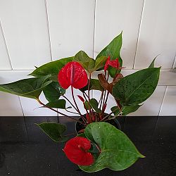 Red Anthurium Red Anthurium