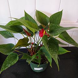 Red Anthurium Red Anthurium
