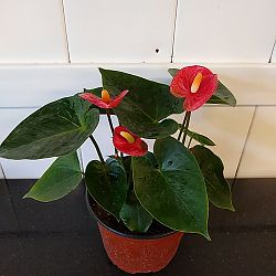 Red Anthurium Red Anthurium