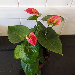 Red Anthurium Red Anthurium