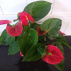 Red Anthurium Red Anthurium