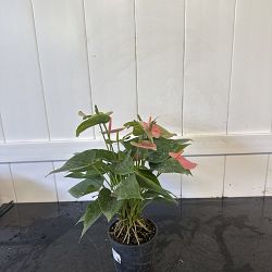 Pink Anthurium Pink Anthurium