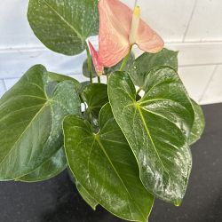 Pink Anthurium Pink Anthurium