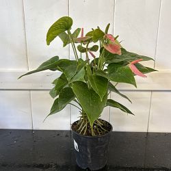 Pink Anthurium Pink Anthurium