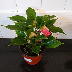 Pink Anthurium Pink Anthurium