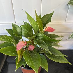 Pink Anthurium Pink Anthurium