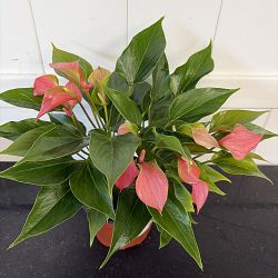 Pink Anthurium Pink Anthurium