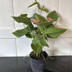 Pink Anthurium Pink Anthurium