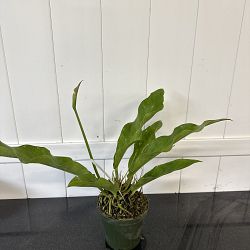 Anthurium plowmanii 'Fruffles' Anthurium plowmanii 'Fruffles'