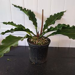 Anthurium plowmanii 'Fruffles' Anthurium plowmanii 'Fruffles'