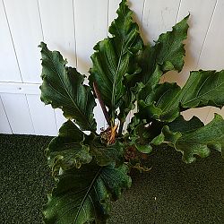 Anthurium plowmanii 'Fruffles' Anthurium plowmanii 'Fruffles'