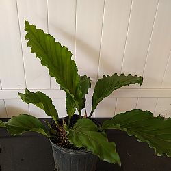 Anthurium plowmanii 'Fruffles' Anthurium plowmanii 'Fruffles'