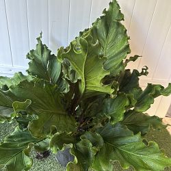 Anthurium plowmanii 'Fruffles' Anthurium plowmanii 'Fruffles'