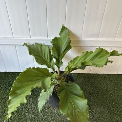 Anthurium plowmanii 'Fruffles' Anthurium plowmanii 'Fruffles'