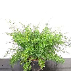 Asparagus densiflorus, Sprengeri Fern, Asparagus fern Asparagus densiflorus, Sprengeri Fern, Asparagus fern