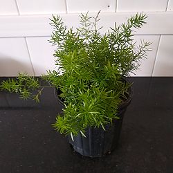 Asparagus densiflorus, Sprengeri Fern, Asparagus fern Asparagus densiflorus, Sprengeri Fern, Asparagus fern