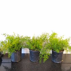 Asparagus densiflorus, Sprengeri Fern, Asparagus fern Asparagus densiflorus, Sprengeri Fern, Asparagus fern