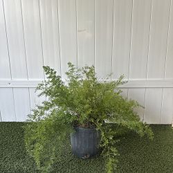 Asparagus densiflorus, Sprengeri Fern, Asparagus fern Asparagus densiflorus, Sprengeri Fern, Asparagus fern