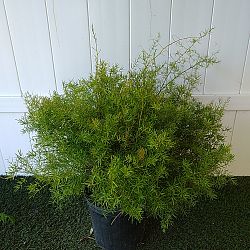 Asparagus densiflorus, Sprengeri Fern, Asparagus fern Asparagus densiflorus, Sprengeri Fern, Asparagus fern