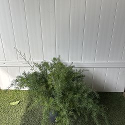 Asparagus densiflorus, Sprengeri Fern, Asparagus fern Asparagus densiflorus, Sprengeri Fern, Asparagus fern