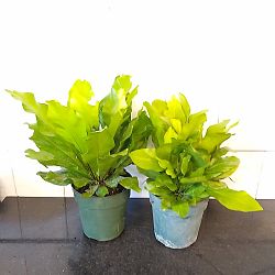 Asplenium nidus, Bird's Nest Fern Asplenium nidus, Bird's Nest Fern