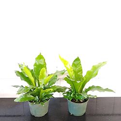 Asplenium nidus, Bird's Nest Fern Asplenium nidus, Bird's Nest Fern