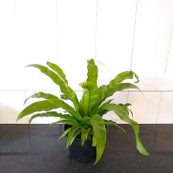 Asplenium nidus, Bird's Nest Fern Asplenium nidus, Bird's Nest Fern