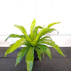 Asplenium nidus, Bird's Nest Fern Asplenium nidus, Bird's Nest Fern