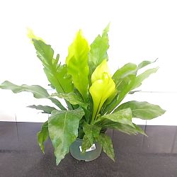 Asplenium nidus, Bird's Nest Fern Asplenium nidus, Bird's Nest Fern