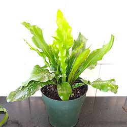 Asplenium nidus, Bird's Nest Fern Asplenium nidus, Bird's Nest Fern