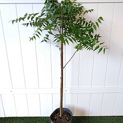 Azadirachta indica, Neem Tree, Indian Lilac | PlantVine