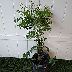 Azadirachta indica, Neem Tree, Indian Lilac Azadirachta indica, Neem Tree, Indian Lilac