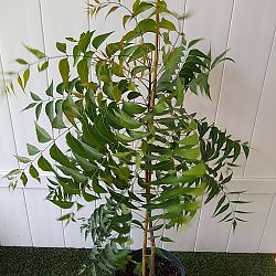 Azadirachta indica, Neem Tree, Indian Lilac Azadirachta indica, Neem Tree, Indian Lilac