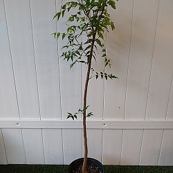 Azadirachta indica, Neem Tree, Indian Lilac Azadirachta indica, Neem Tree, Indian Lilac