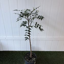Azadirachta indica, Neem Tree, Indian Lilac Azadirachta indica, Neem Tree, Indian Lilac