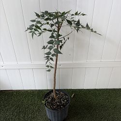 Azadirachta indica, Neem Tree, Indian Lilac Azadirachta indica, Neem Tree, Indian Lilac
