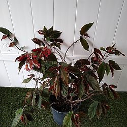 Begonia 'Angel Wing Pink with Red Leaf' Begonia 'Angel Wing Pink with Red Leaf'