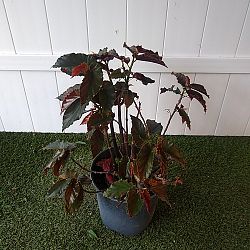 Begonia 'Angel Wing Pink with Red Leaf' Begonia 'Angel Wing Pink with Red Leaf'