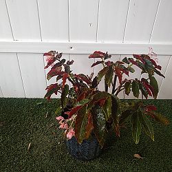 Begonia 'Angel Wing Pink with Red Leaf' Begonia 'Angel Wing Pink with Red Leaf'