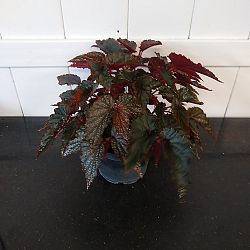 Begonia 'Angel Wing Pink with Red Leaf' Begonia 'Angel Wing Pink with Red Leaf'