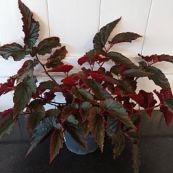 Begonia 'Angel Wing Pink with Red Leaf' Begonia 'Angel Wing Pink with Red Leaf'