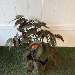 Begonia 'Angel Wing Pink with Red Leaf' Begonia 'Angel Wing Pink with Red Leaf'