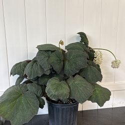 Pigskin Begonia Pigskin Begonia