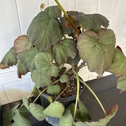 Pigskin Begonia Pigskin Begonia