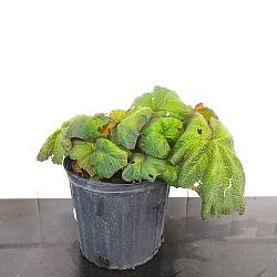 Pigskin Begonia Pigskin Begonia