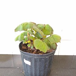 Pigskin Begonia Pigskin Begonia