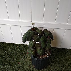 Pigskin Begonia Pigskin Begonia