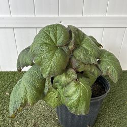 Pigskin Begonia Pigskin Begonia