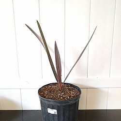 Bismarck Palm 'Silver' Bismarck Palm 'Silver'