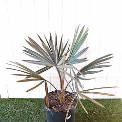 Bismarck Palm 'Silver' Bismarck Palm 'Silver'